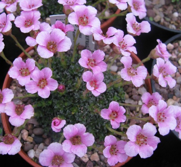 Saxifraga 'Laka'